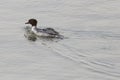 A female Common Merganser is swimming on the lake. Royalty Free Stock Photo