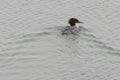 A female Common Merganser is swimming on the lake Royalty Free Stock Photo