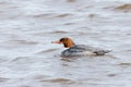 Female Common merganser Royalty Free Stock Photo