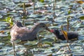 Female Common Moorhen Feeding its Nestling Royalty Free Stock Photo