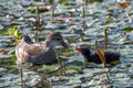 Female Common Moorhen Feeding its Nestling Royalty Free Stock Photo