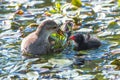 Female Common Moorhen Feeding its Nestling Royalty Free Stock Photo