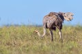 Female Common Ostrich Eating Grass Seed Royalty Free Stock Photo