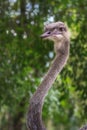 Female Common Ostrich Head Royalty Free Stock Photo