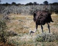 A female common ostrich eating, Etosha National Park, Namibia, Africa Royalty Free Stock Photo