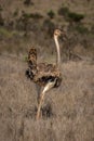 Female common ostrich stands in sunny savannah Royalty Free Stock Photo