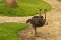 female common ostrich, Struthio camelus, searching for food and patrolling the area Royalty Free Stock Photo