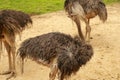 female common ostrich, Struthio camelus, searching for food and patrolling the area Royalty Free Stock Photo