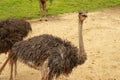 female common ostrich, Struthio camelus, searching for food and patrolling the area Royalty Free Stock Photo