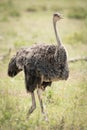 Female common ostrich walks through sunlit grassland