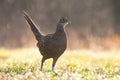 Female of common pheasant moving on grassland in spring rain Royalty Free Stock Photo