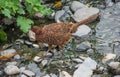 Female Common pheasant or Phasianus colchicus