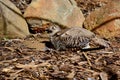 A female Common Pheasant Phasianus colchicus taking a sand bath.
