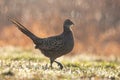 Female common pheasant walking on grass during raining in spring