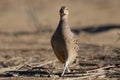 A female of common pheasants walks through the dry branches of a tree.