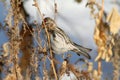 Female Common Redpoll