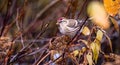 Female Common Redpoll Acanthis flammea, immature, perched on a branch