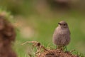 Female Common redstart in the forest