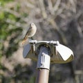 Female Common Redstart on a lamppost Royalty Free Stock Photo