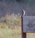 Female Common Redstart perching on bench Royalty Free Stock Photo