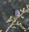 Female Common Redstart perching on branch Royalty Free Stock Photo