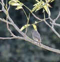 Female Common Redstart perching on branch Royalty Free Stock Photo