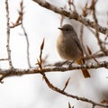 Female Common Redstart on sprouting branches Royalty Free Stock Photo