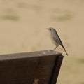 Female Common Redstart on a wooden bench Royalty Free Stock Photo