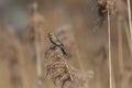 Female (common) reed bunting (Emberiza schoeniclus) Royalty Free Stock Photo