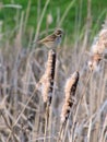 Female common Reed Bunting