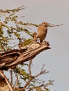 A female Common Rock Thrush