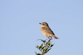 Female Common Stonechat On The Bush Royalty Free Stock Photo