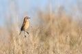 Female of Common stonechat Saxicola rubicola in Donana National Park Royalty Free Stock Photo