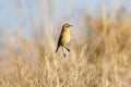 Female of Common stonechat Saxicola rubicola in Donana National Park Royalty Free Stock Photo