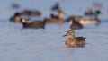 Female Common Teal Swimming Left Royalty Free Stock Photo