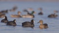 Female Common Teal Confronting Coots Royalty Free Stock Photo