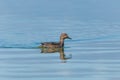 Female common teal swimming Royalty Free Stock Photo