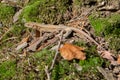 Female common wall lizard, Podarcis muralis Royalty Free Stock Photo