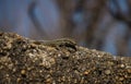 Female common wall lizard podarcis muralis on rock stone wall at atlantic beach coast in french seaside town Biarritz Royalty Free Stock Photo