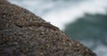 Female common wall lizard podarcis muralis on rock stone wall at atlantic beach coast in french seaside town Biarritz Royalty Free Stock Photo