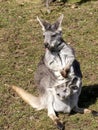 one Female Common wallaroo, Macropus r. robustus, with young in pouch Royalty Free Stock Photo