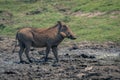 Female common warthog stands in muddy waterhole Royalty Free Stock Photo