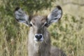 Female Common Waterbuck portrait eyes towards viewer.