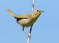 Female Common Yellowthroat = Geothlypis trichas