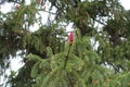 Female cone on branch of Norway spruce