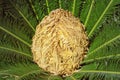 Female cone of Cycas revoluta, sago palm