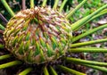 Female cone of Cycas siamensis Miq plant