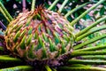 Female cone of Cycas siamensis Miq plant