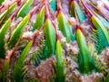 Female cone of Cycas siamensis Miq plant