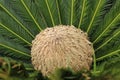 Female cone and foliage of cycas revoluta cycadaceae sago palm Royalty Free Stock Photo